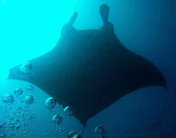 Manta birostris4.jpg